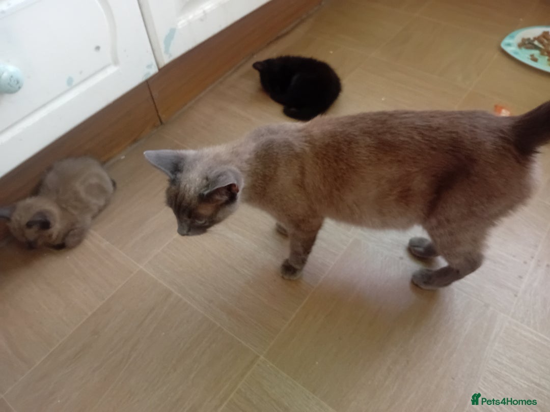 Mixed Breed cats for sale: Jolanta - Image 6