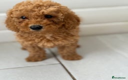 Maltipoo dogs for sale: Quality Korean maltipoos - Image 15