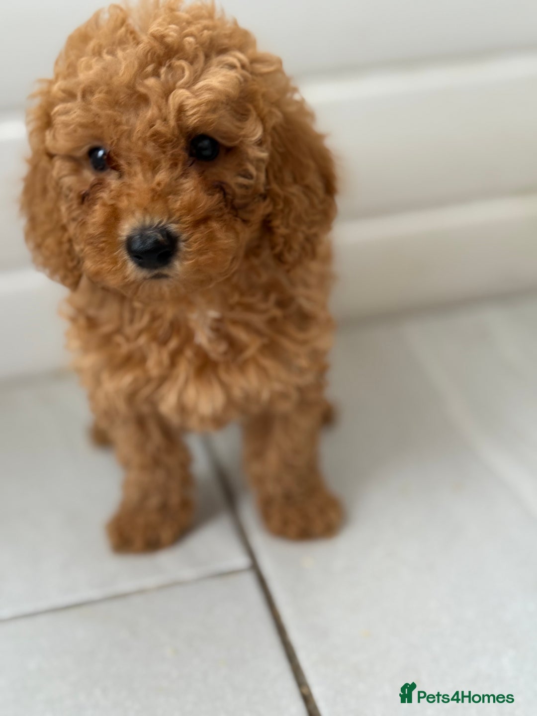 Maltipoo dogs for sale: Quality Korean maltipoos - Image 15