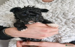 Mixed Breed dogs for sale: Papipoo puppies. DNA health tested parents  - Image 13