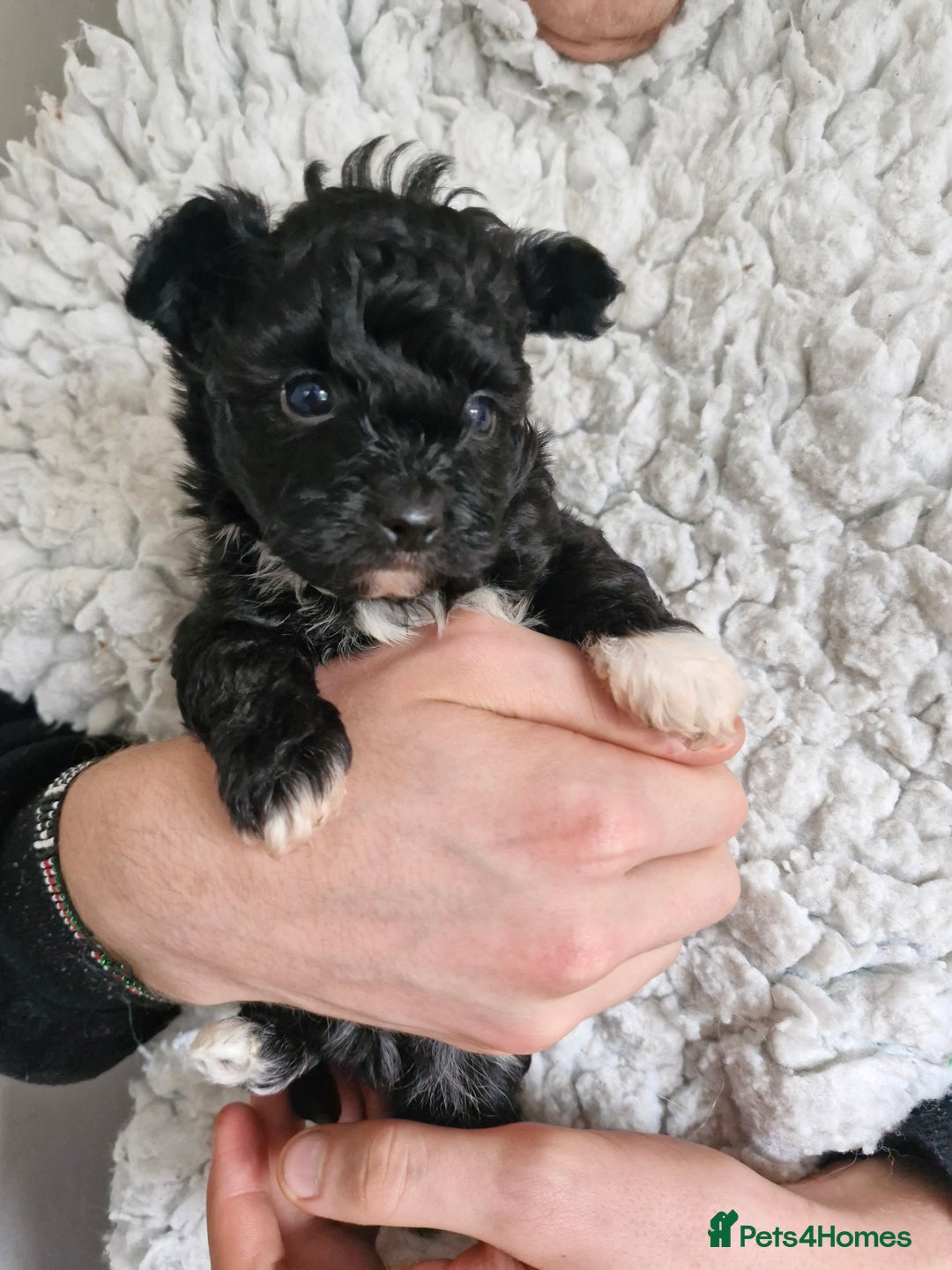 Mixed Breed dogs for sale: Papipoo puppies. DNA health tested parents  - Image 13