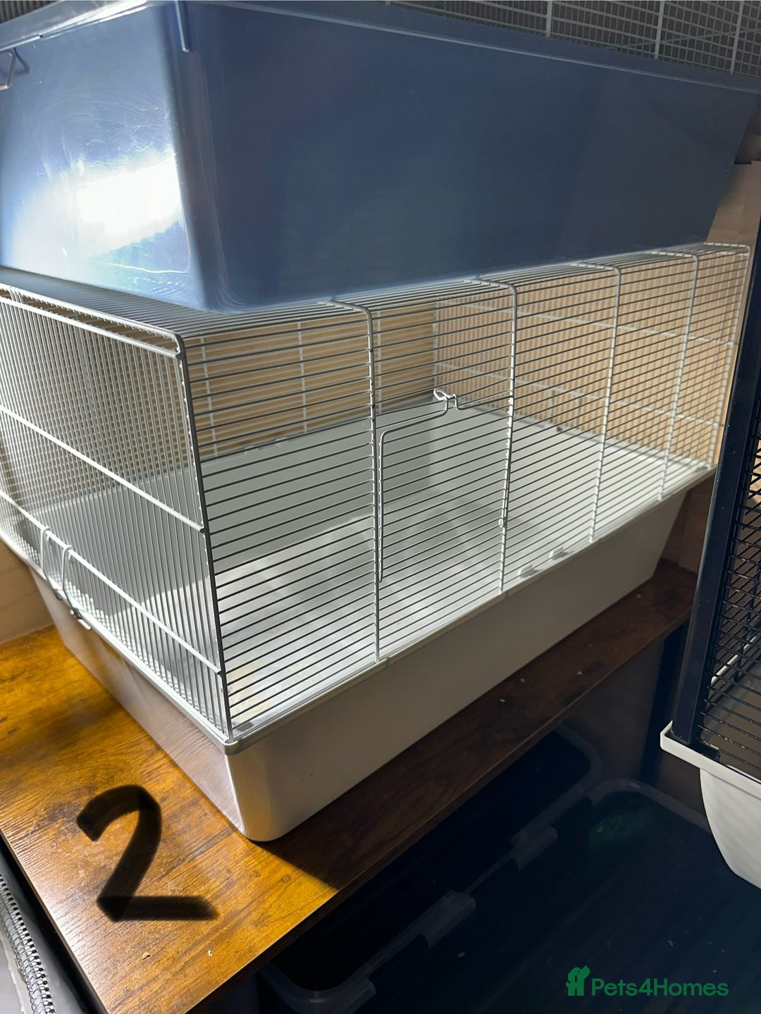Rat rodents for sale: Rats & complete set up - Image 15