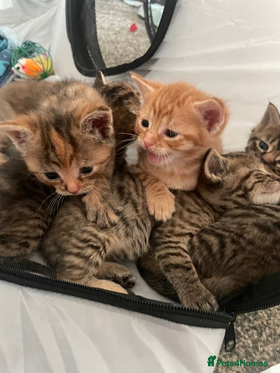 Domestic Shorthair cats Lovely Kittens For Sale  - Advert 9