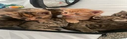 Domestic Shorthair cats for sale: Lovely Kittens For Sale  - Advert 1