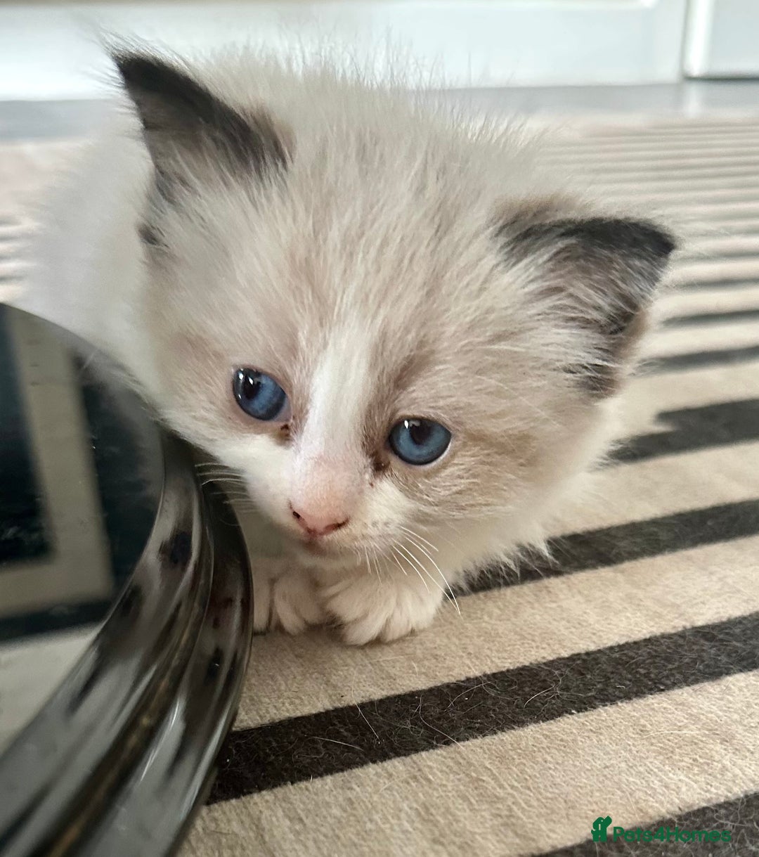 Ragdoll cats for sale: 🎀 RARE CHAMP BLOODLINE BI HIGH WHITE RAGDOLLS 🎀 - Image 14