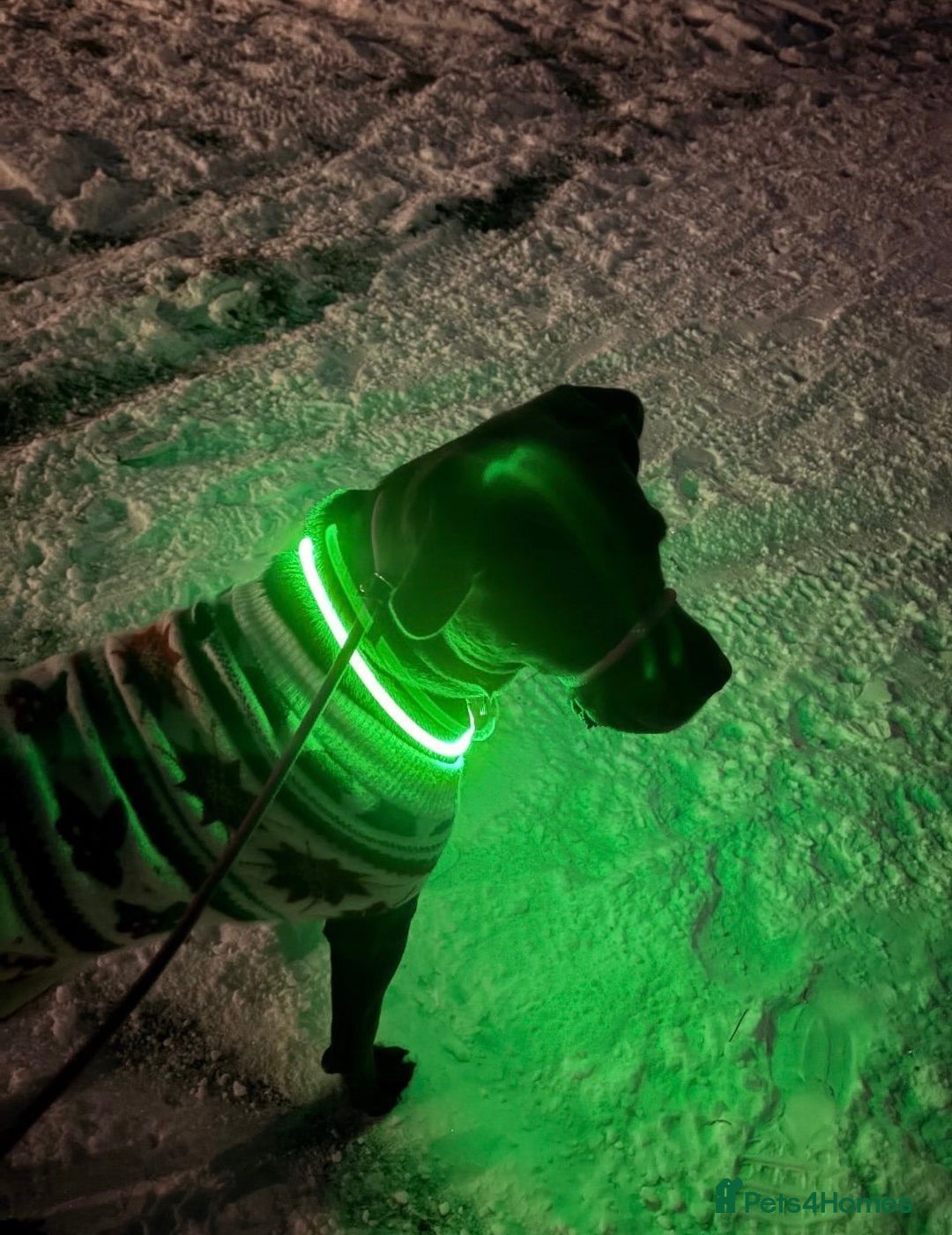 Cane Corso dogs for sale: 9 month old cane corso - Advert 2