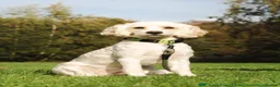 Cockapoo dogs for sale: Extensively Health Tested Parents! Beautiful! - Advert 17