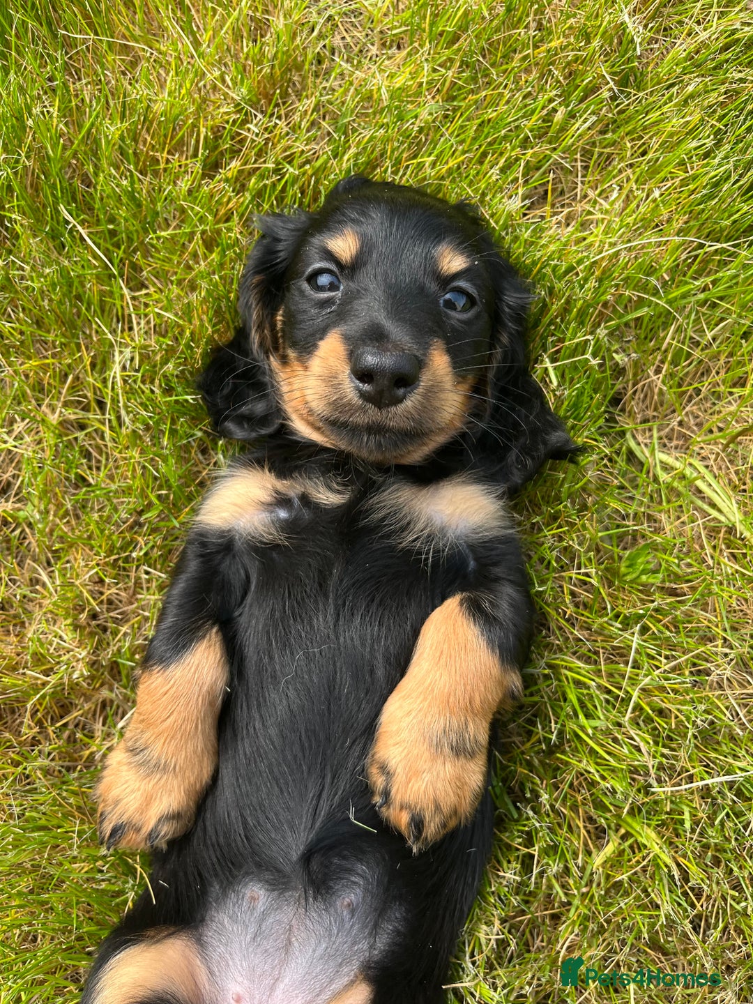 Miniature Dachshund dogs for sale: miniature longhaired dachshund's - Advert 8