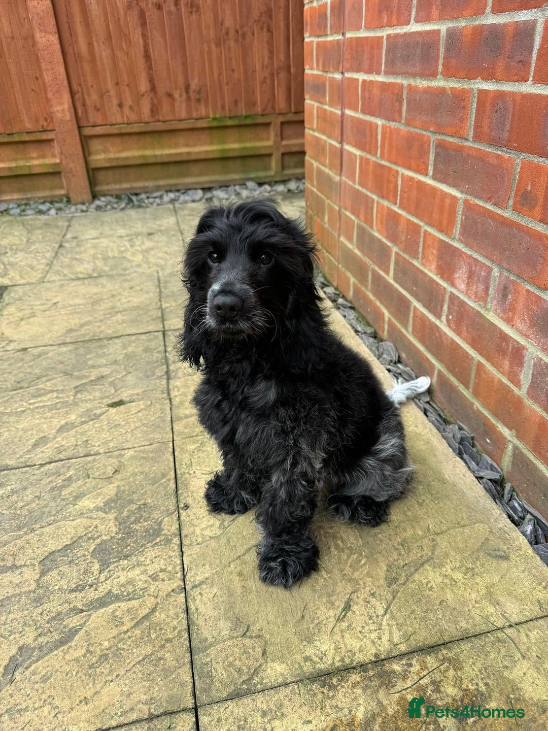 Cocker Spaniel dogs for sale: Pedigree KC Show Cocker Spaniel Puppies - Advert 11