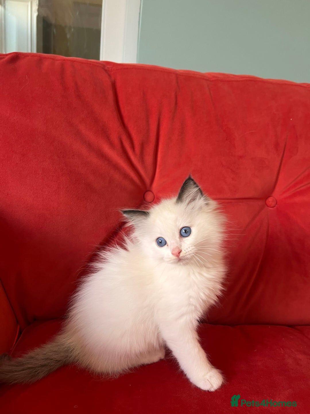 Ragdoll cats for sale: TICA Registered Bicolour boy - Image 9
