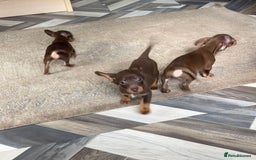 Mixed Breed dogs for sale: Adorable Dachshund x Pomchi Puppies - Image 10