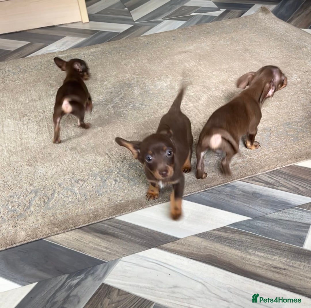 Mixed Breed dogs for sale: Adorable Dachshund x Pomchi Puppies - Image 10