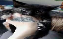 Domestic Shorthair cats for sale: 7 female kittens- 5 black and 1 ginger, one patchy - Image 5