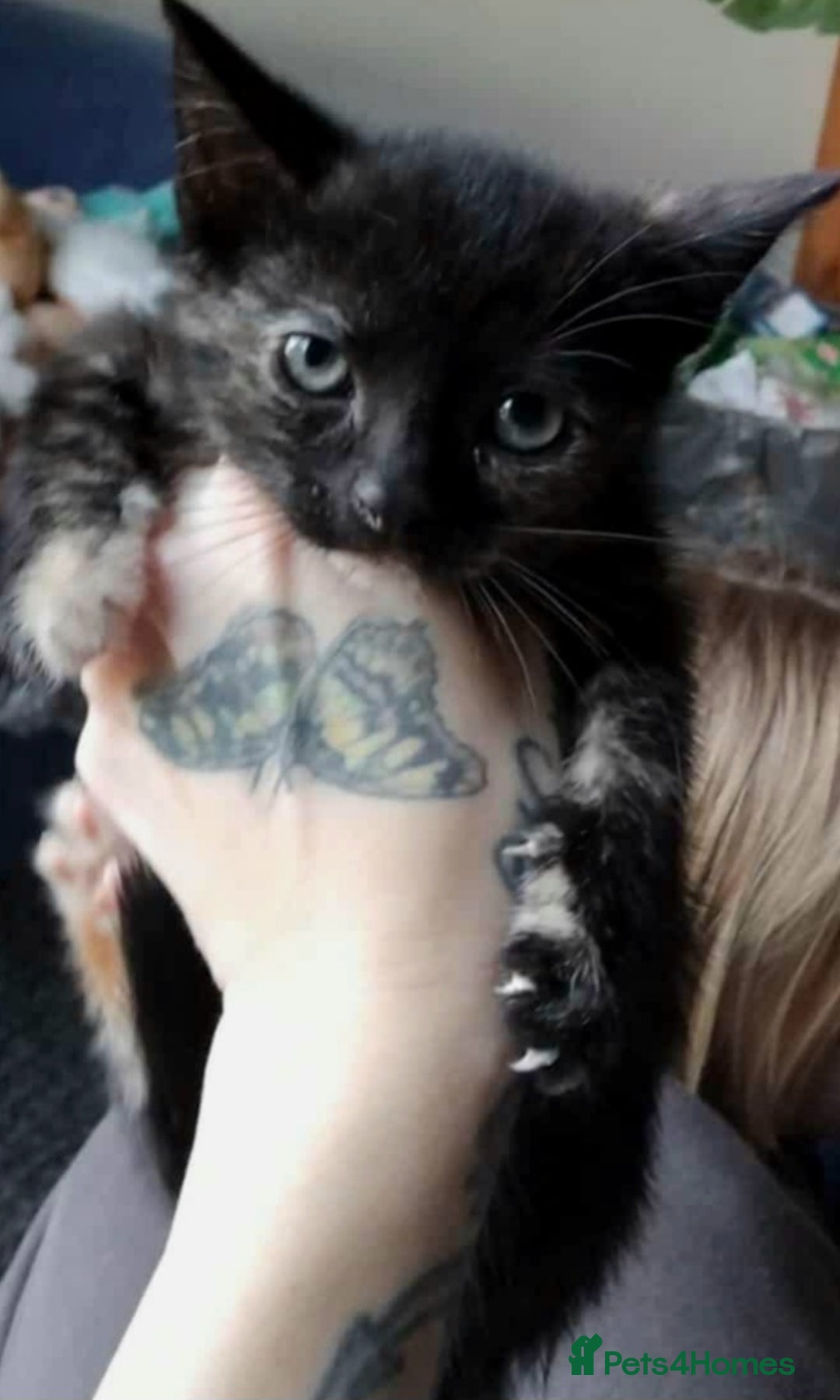 Domestic Shorthair cats for sale: 7 female kittens- 5 black and 1 ginger, one patchy - Image 5