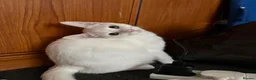 British Shorthair cats for sale:  Boy and girl kitten  in Huntingdon - Advert 14