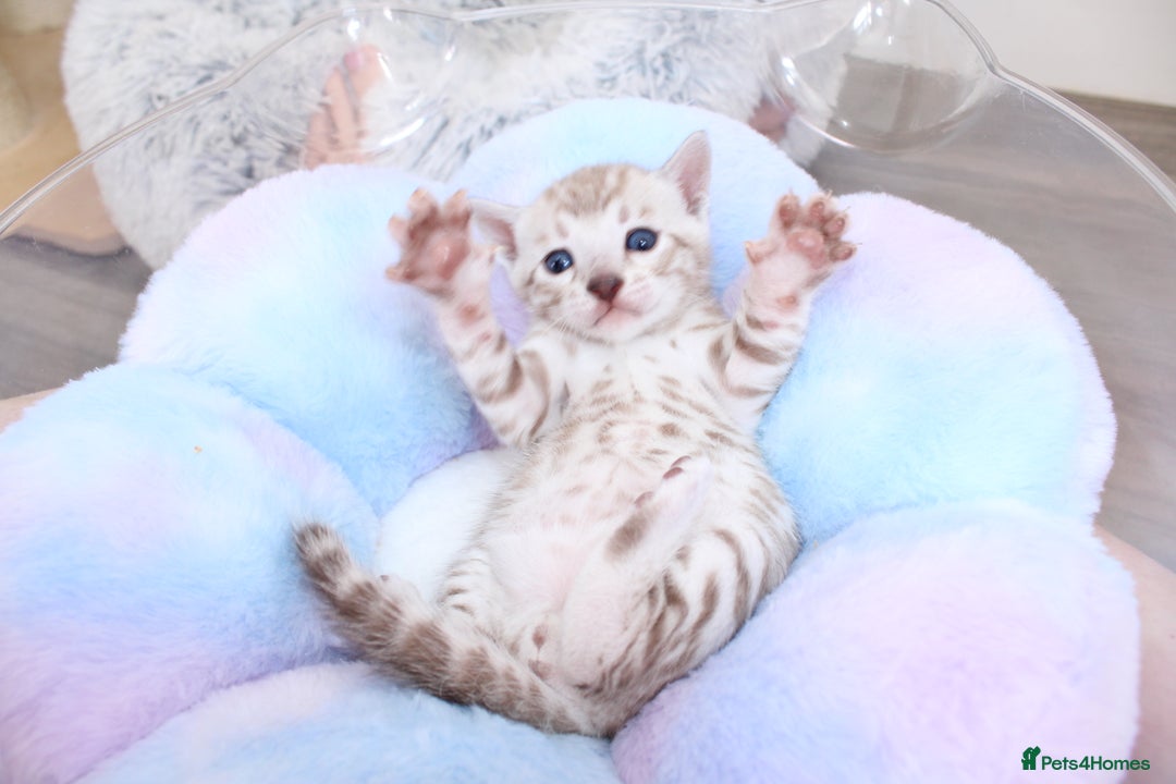 Bengal cats for sale: 😻OUTSTANDING SHOW BENGALS. SHOW WINNING PARENTS🏆 - Image 31
