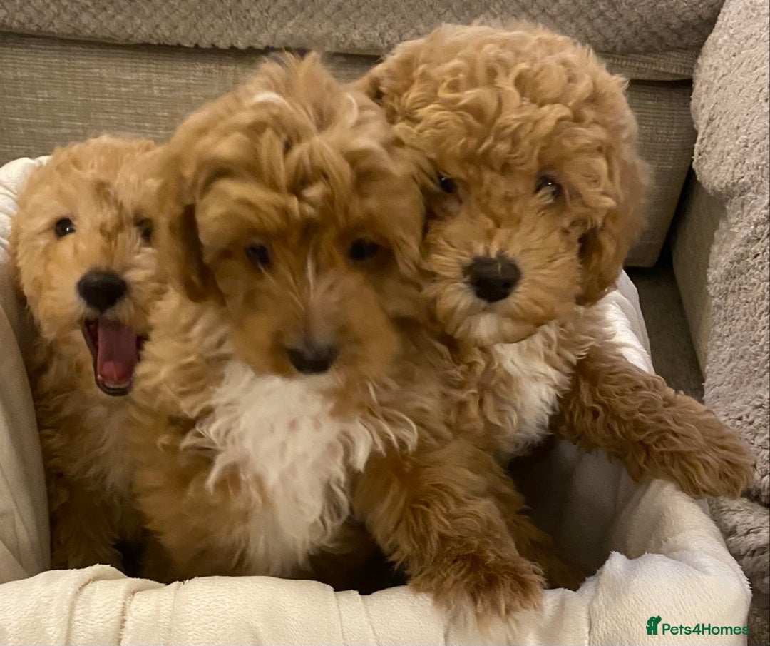 Cavapoo dogs for sale: RED & WHITE CAVAPOO PUPPIES TOP QUALITY BREEDER - Advert 20