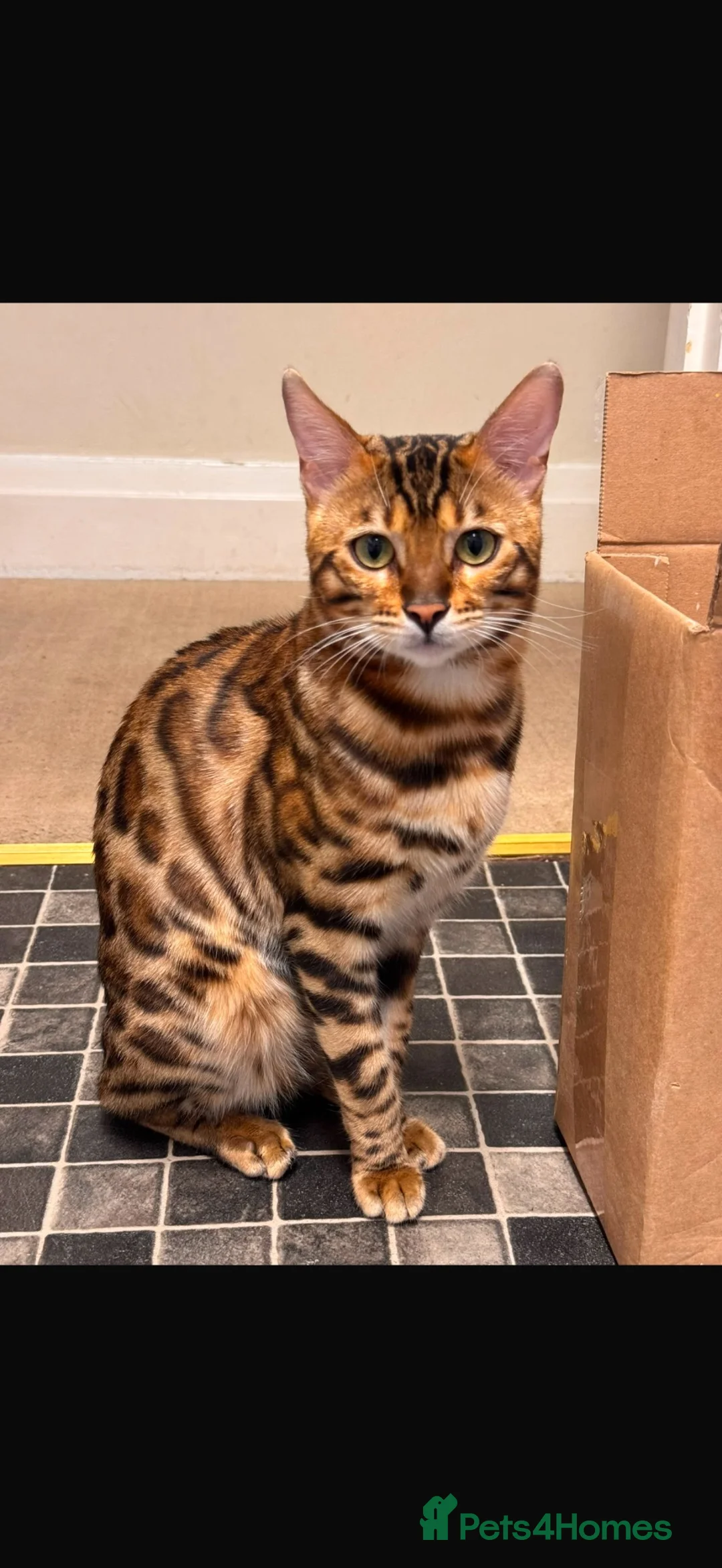 Mixed Breed cats for sale: Beautiful Girl Shorthair x Bengal Kitten - Advert 5