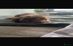 Shih Tzu dogs for sale: Chocolate Imperial Shih-Tzu Puppy - Image 6