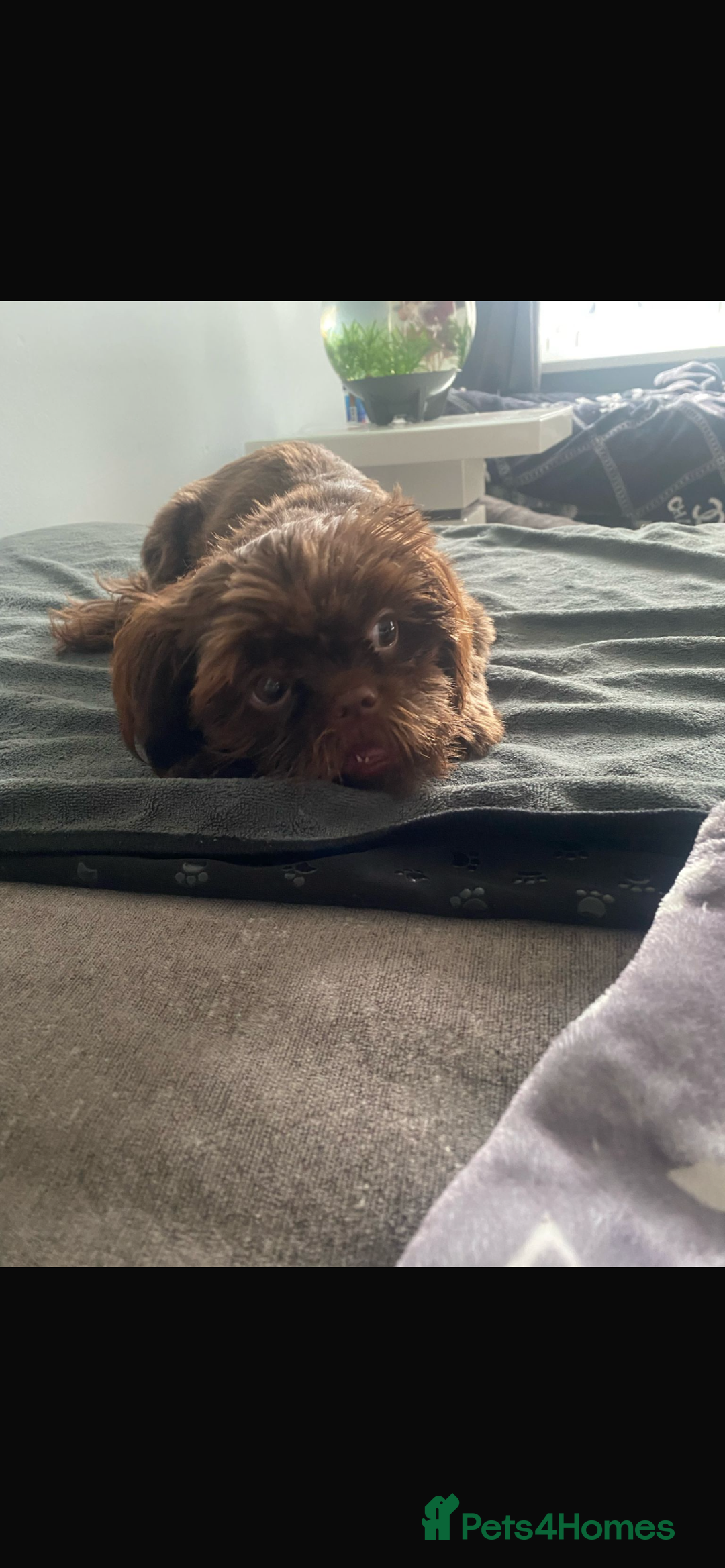 Shih Tzu dogs for sale: Chocolate Imperial Shih-Tzu Puppy - Image 6