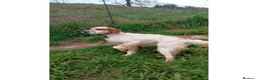 English Setter dogs for adoption: Dil (Formerly Dul)   in Blaydon-on-Tyne - Advert 9