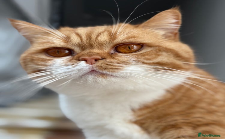 British Shorthair cats - Advert 5