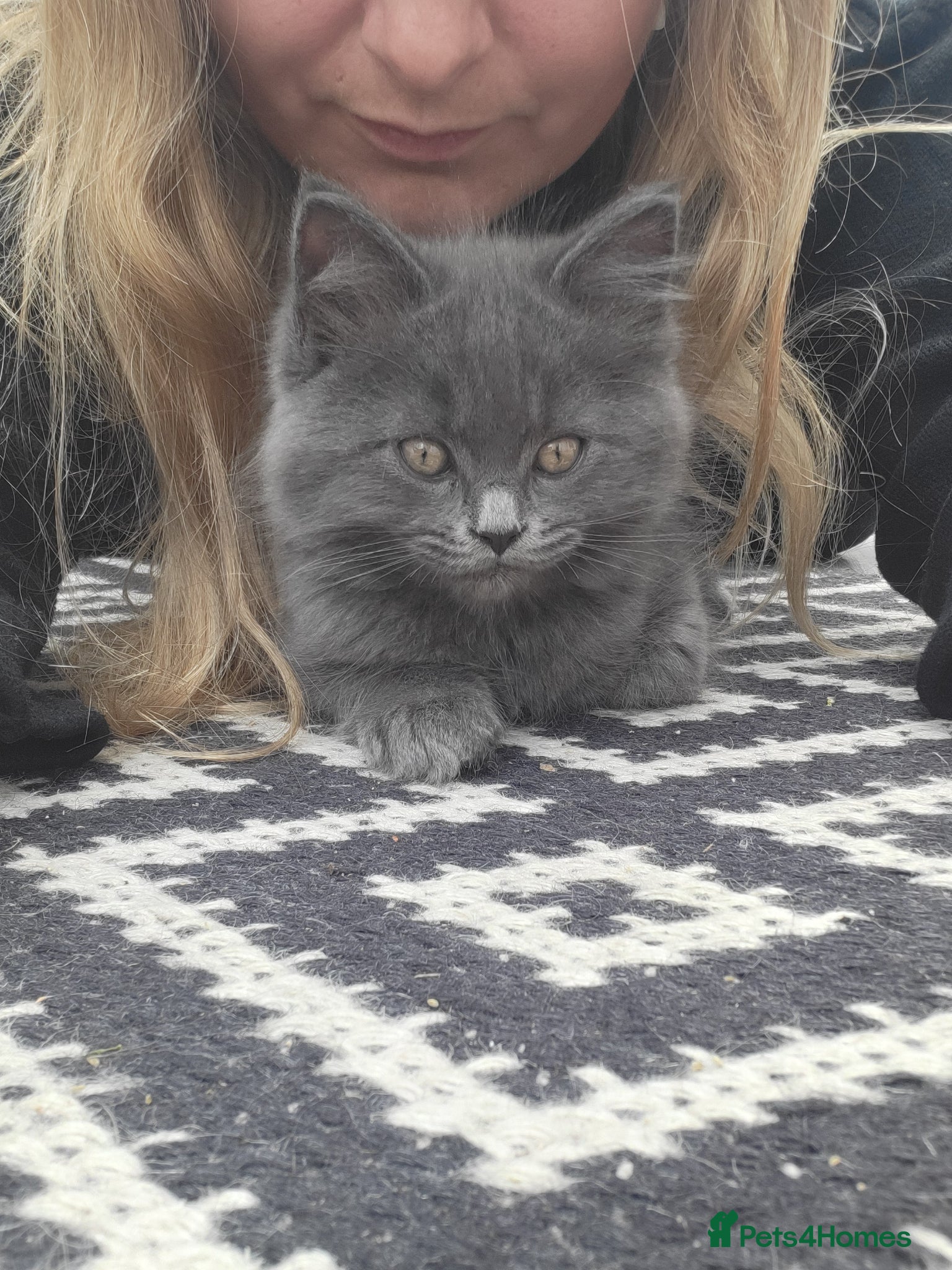 Mixed Breed cats Beautiful Maine Coon x Ragdoll Kittens for Sale - Advert 18