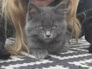 Mixed Breed cats Beautiful Maine Coon x Ragdoll Kittens for Sale - Advert 18