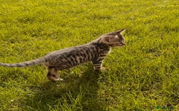 Bengal cats for sale:  Bengal kittens - Image 4