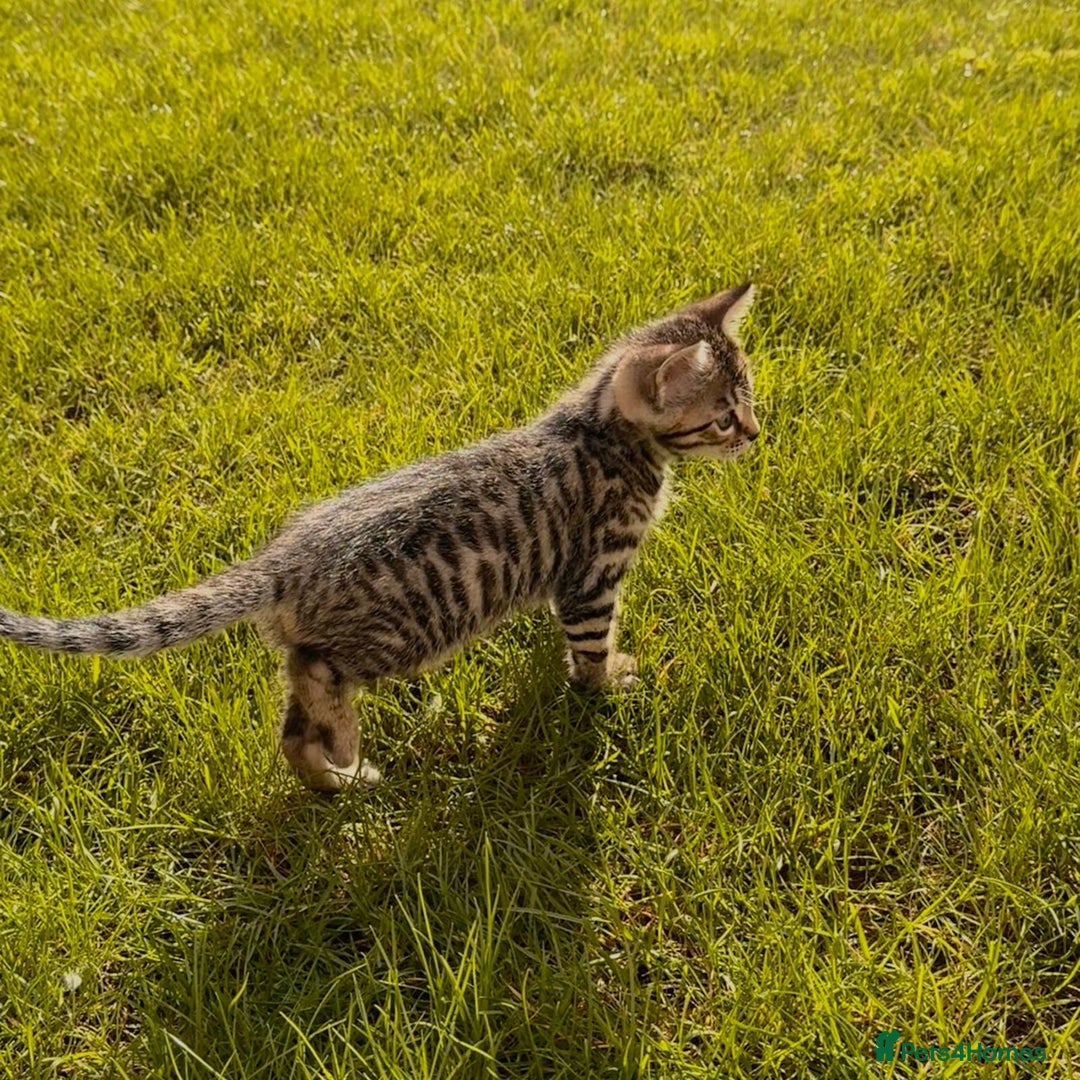 Bengal cats for sale:  Bengal kittens - Image 4