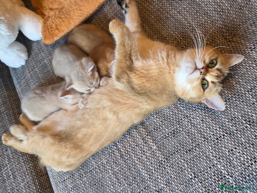 British Shorthair cats for sale: British shorthair Tica😻😽🐈😺😍🌹🌸🌼 - Advert 8