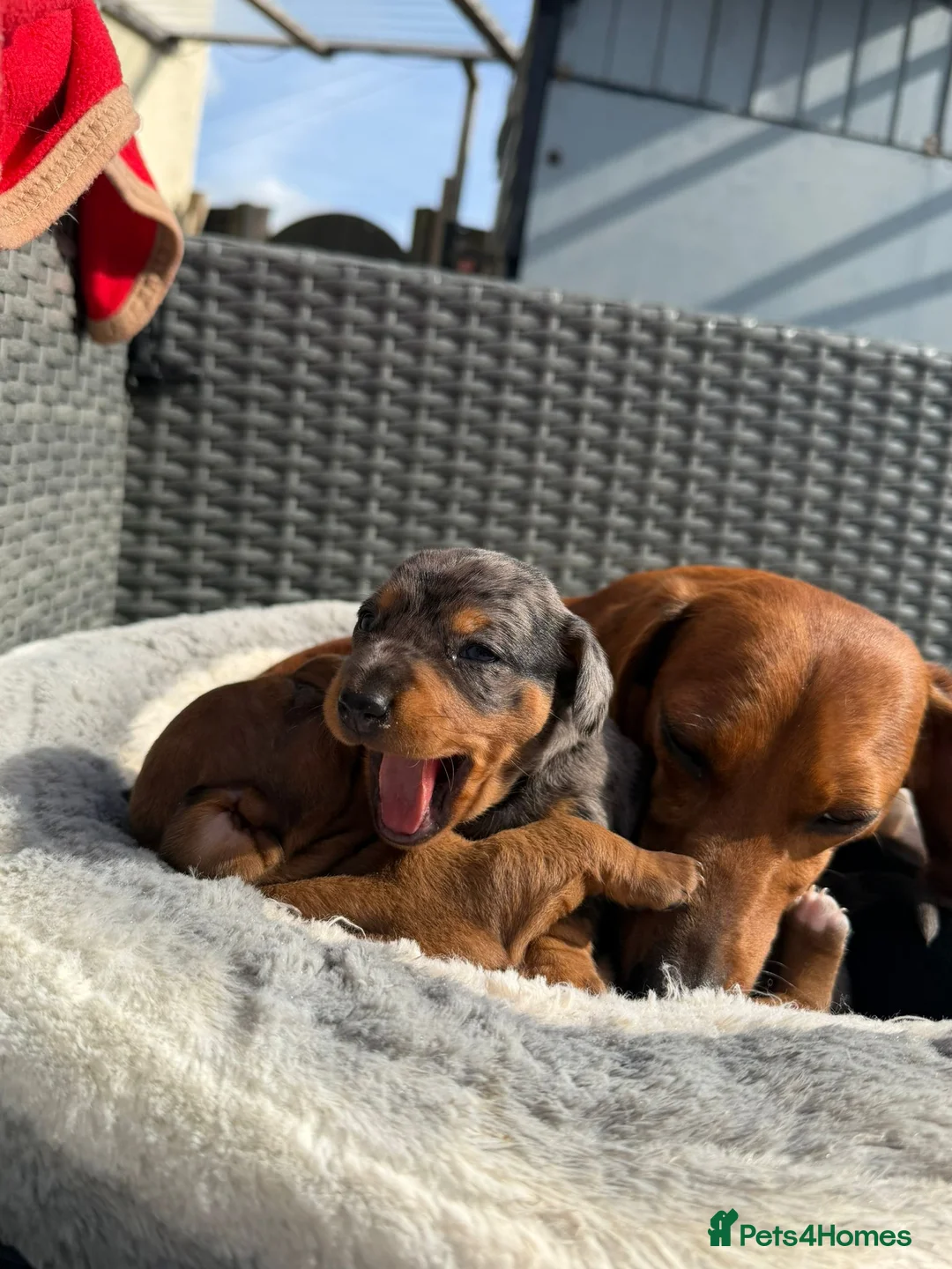 Miniature Dachshund dogs for sale: Minature Dachshund puppies for sale - Advert 9