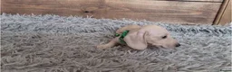 Miniature Dachshund dogs for sale: 🐾 Beautiful Miniature Dachshund Puppies 🐾 - Advert 22