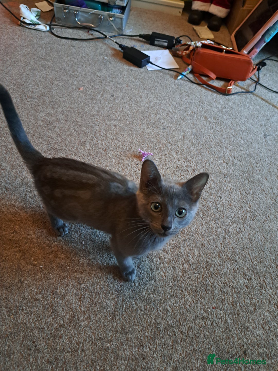 Bengal cats for sale: Blue bengal kittens for sale - Advert 1