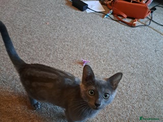 Bengal cats Blue bengal kittens for sale - Advert 2