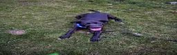 Mixed Breed dogs for adoption: 5 year old male looking for a loving home  in Rotherham - Advert 3