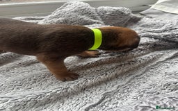 Cane Corso dogs for sale: Cane corsos puppies  - Advert 34