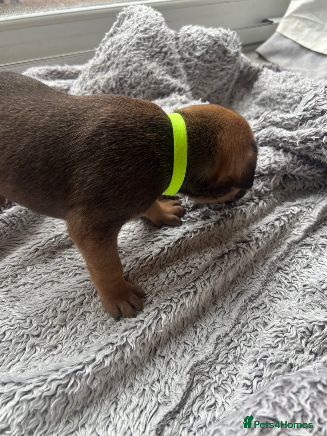 Cane Corso dogs for sale: Cane corsos puppies  - Advert 34