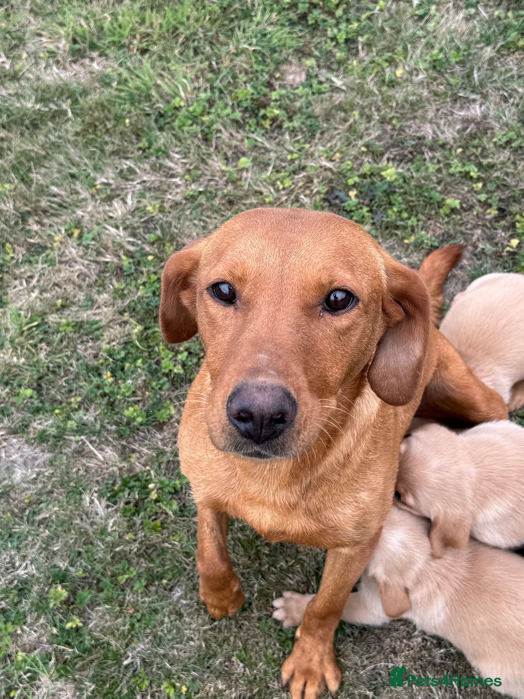 Goldador dogs for sale: Gorgoeus Goldador’s-Health Tested  - Image 10