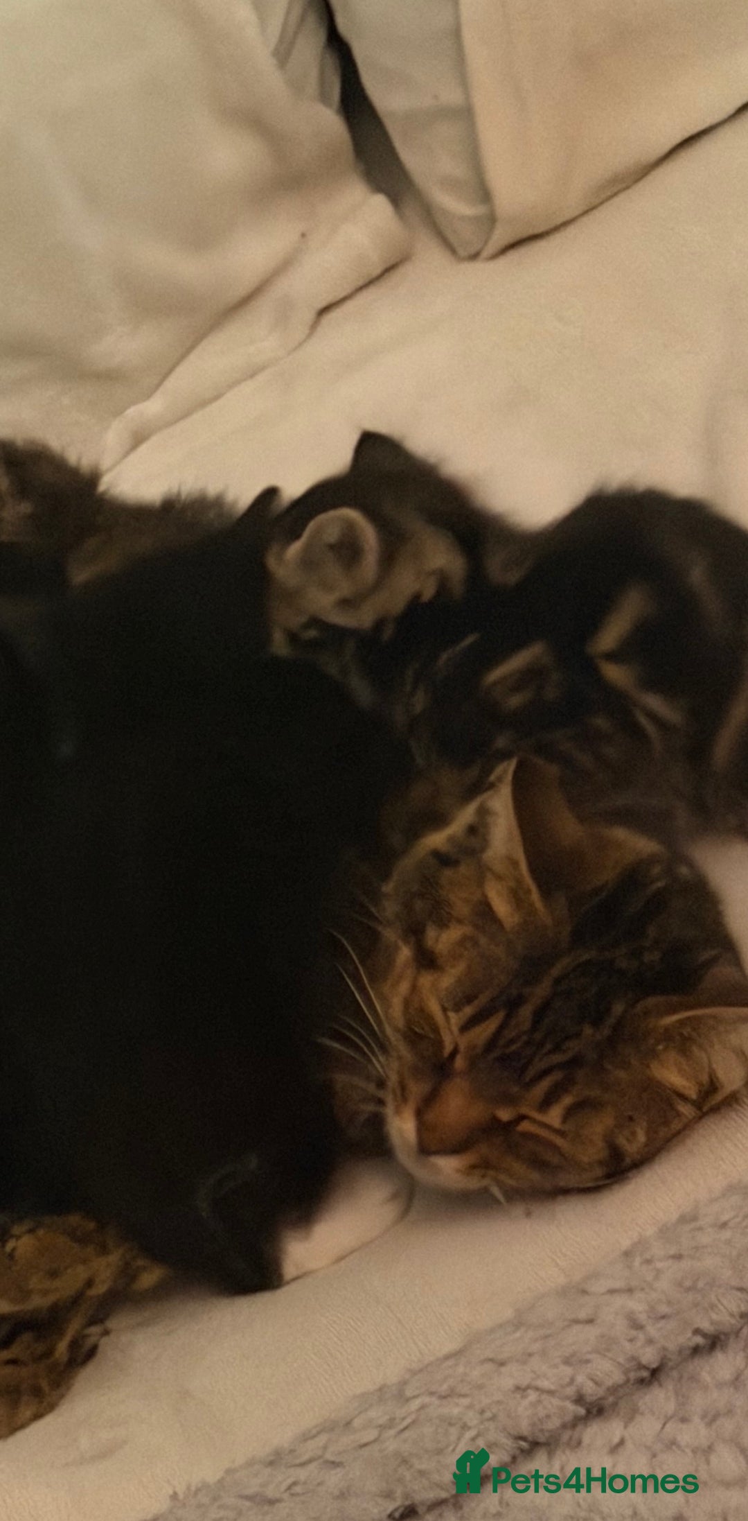 Domestic Shorthair cats for sale: Female Tabby domestic short hair kitten - Advert 2