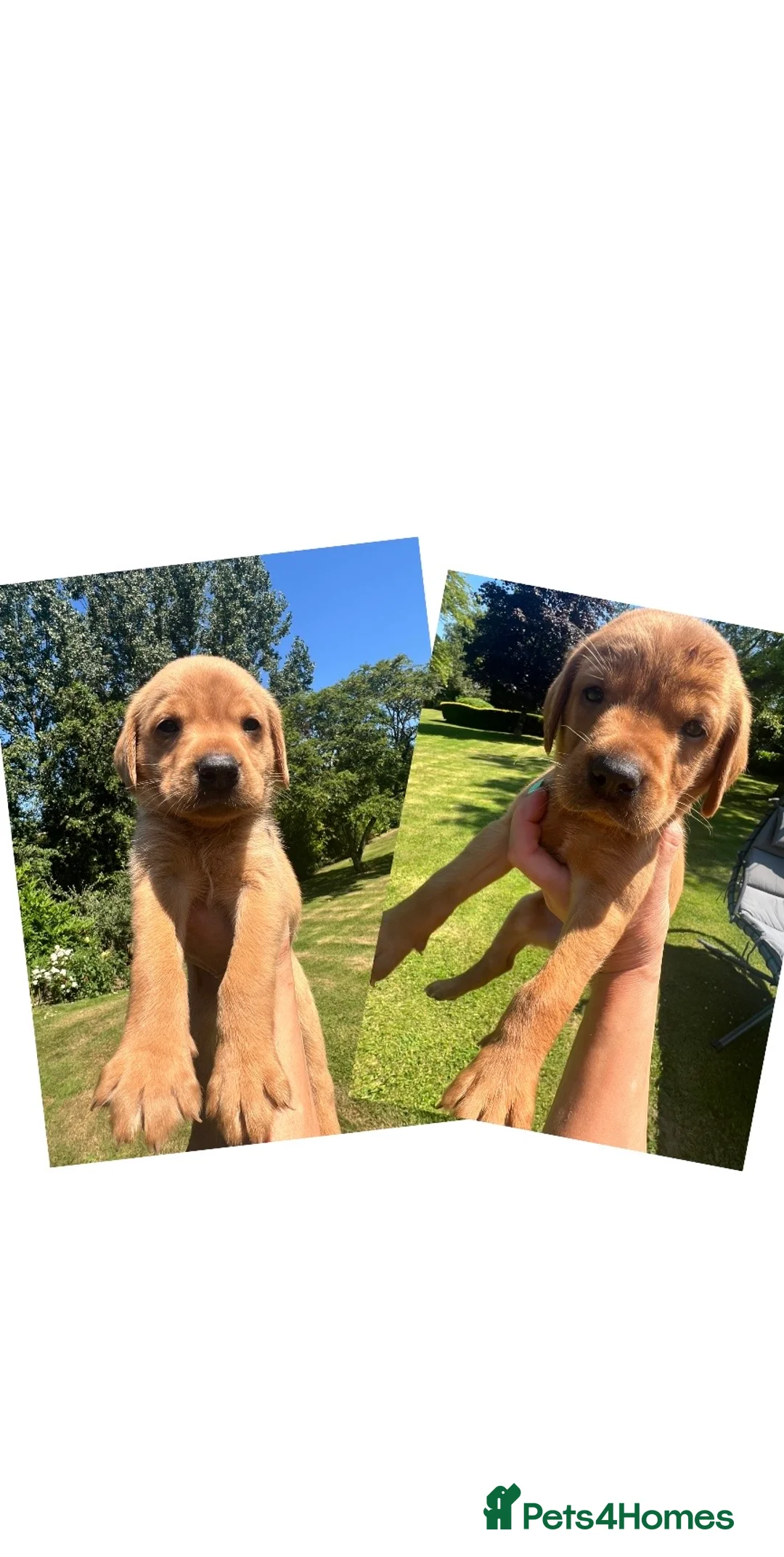 Labrador Retriever dogs for sale: SUPER DARK FOX RED LAB PUPS HEALTH TESTED PARENTS - Advert 2