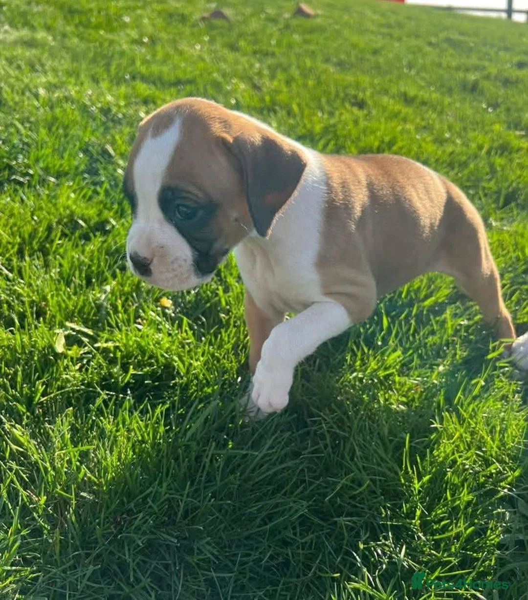 Boxer dogs for sale: Fully Health Boxers Puppies in Chester - Advert 5