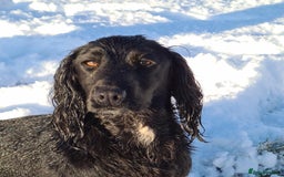 Cocker Spaniel dogs for sale: 3 boys left - Outstanding working cocker spaniels - Image 26