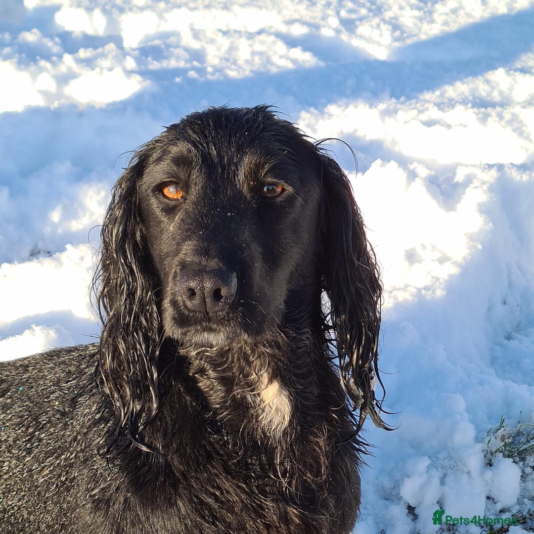 Cocker Spaniel dogs for sale: 3 boys left - Outstanding working cocker spaniels - Image 26