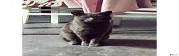 Mixed Breed cats for sale: Half Russian blue kittens  - Advert 6