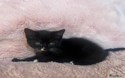 Mixed Breed cats for sale: Maine coon cross ragdoll kittens - Image 15