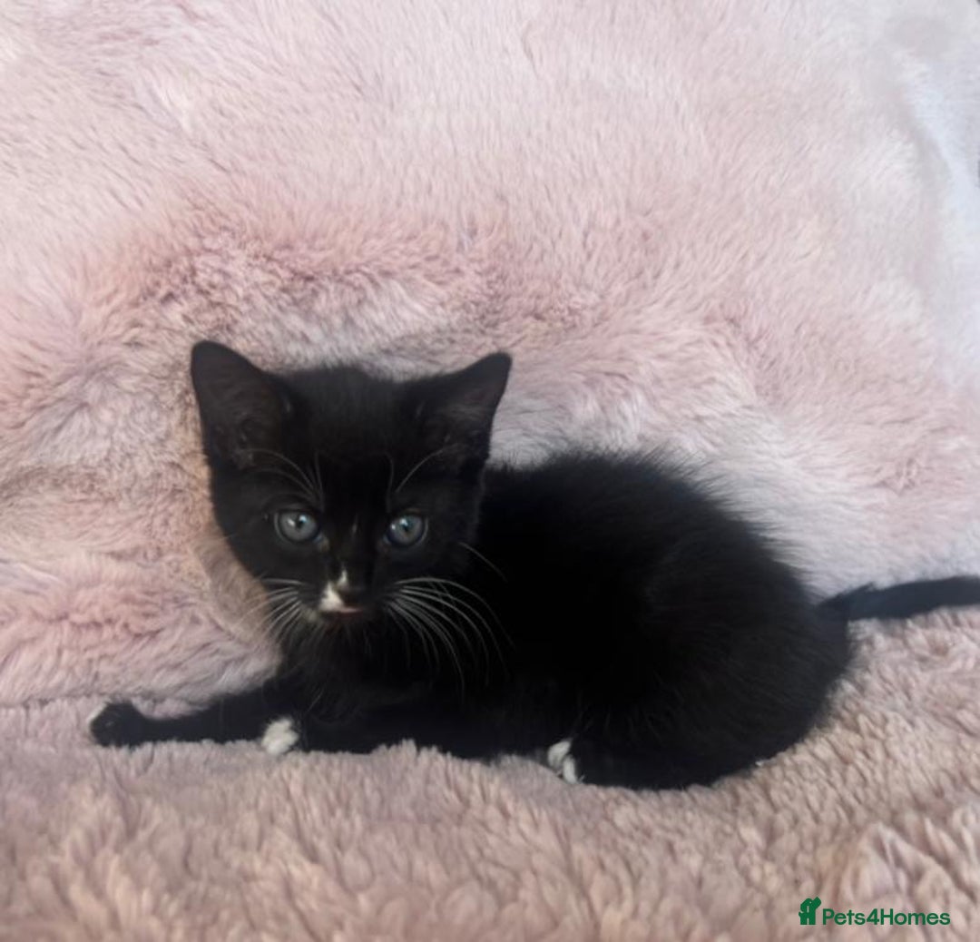 Mixed Breed cats for sale: Maine coon cross ragdoll kittens - Image 15