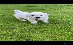 Golden Retriever dogs for sale: Fabulous golden retriever puppies  - Image 33