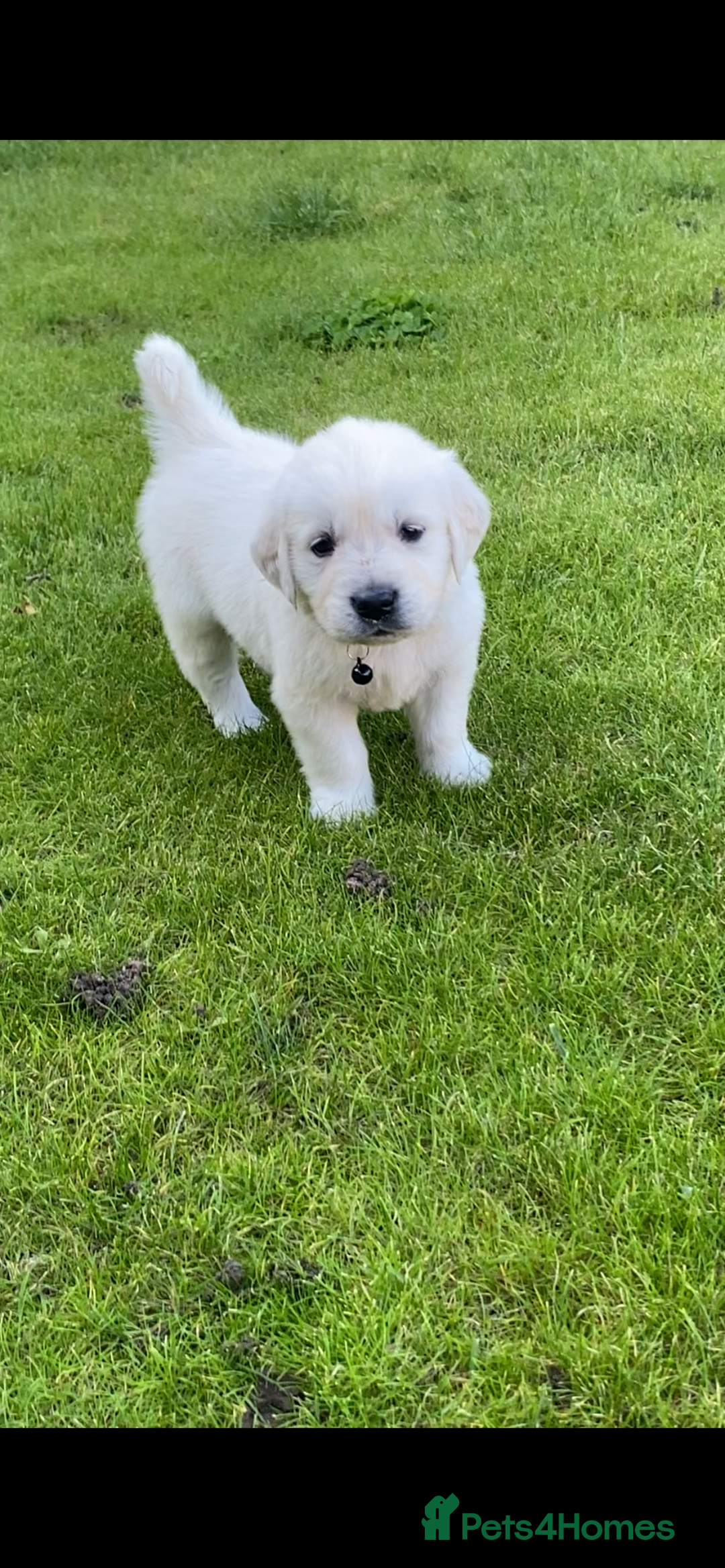 Golden Retriever dogs for sale: Fabulous golden retriever puppies  - Image 33