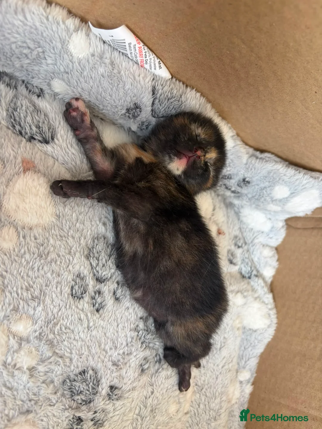Mixed Breed cats for sale: Calico kittens  - Advert 2